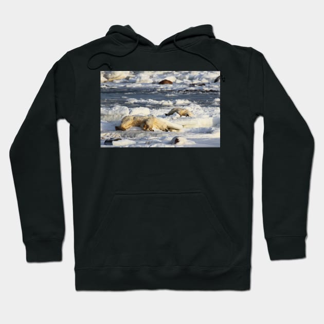 Polar Bear Mother & Cub Grooming Hoodie by Carole-Anne